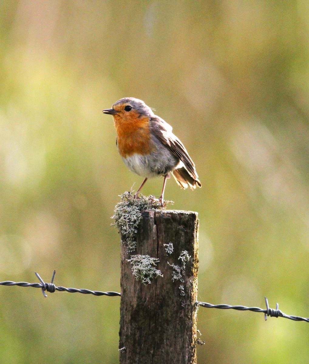 European Robin - ML619284136