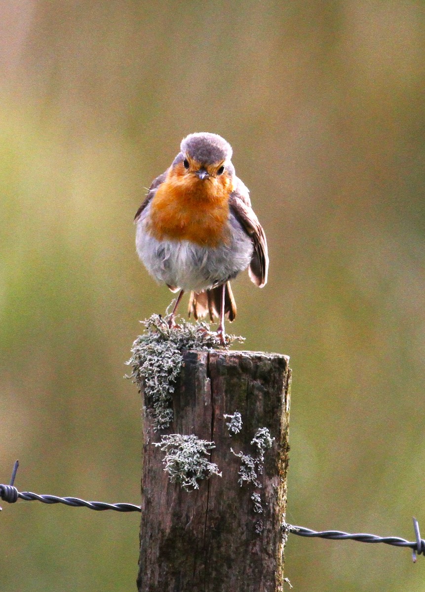 European Robin - Carlos Pereira