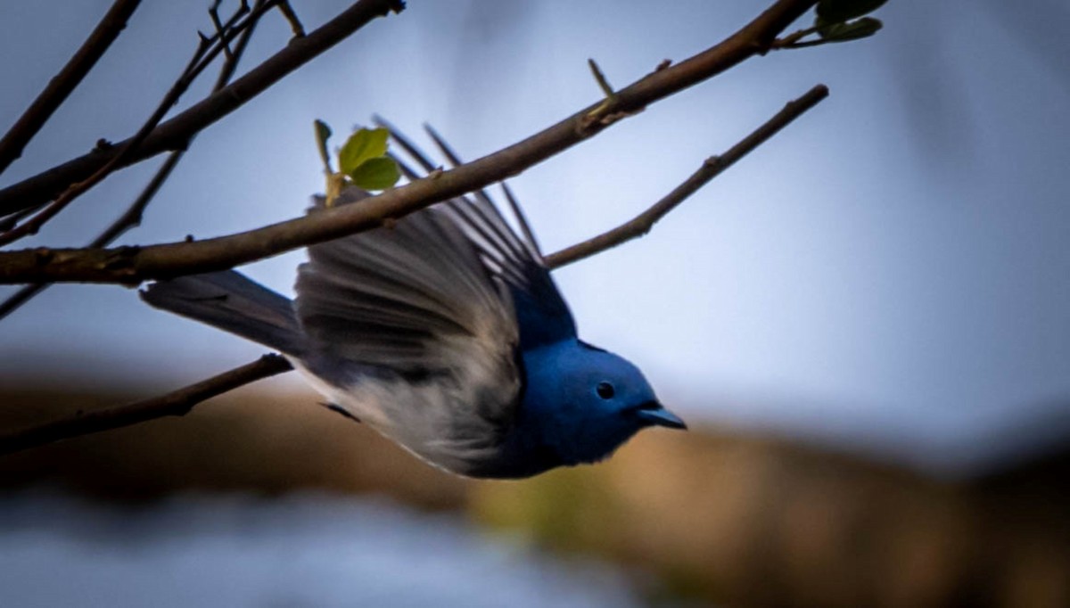 Black-naped Monarch - ML619284145