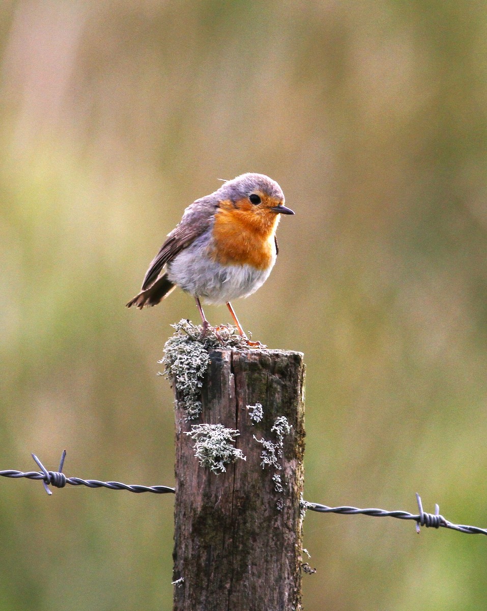 European Robin - Carlos Pereira