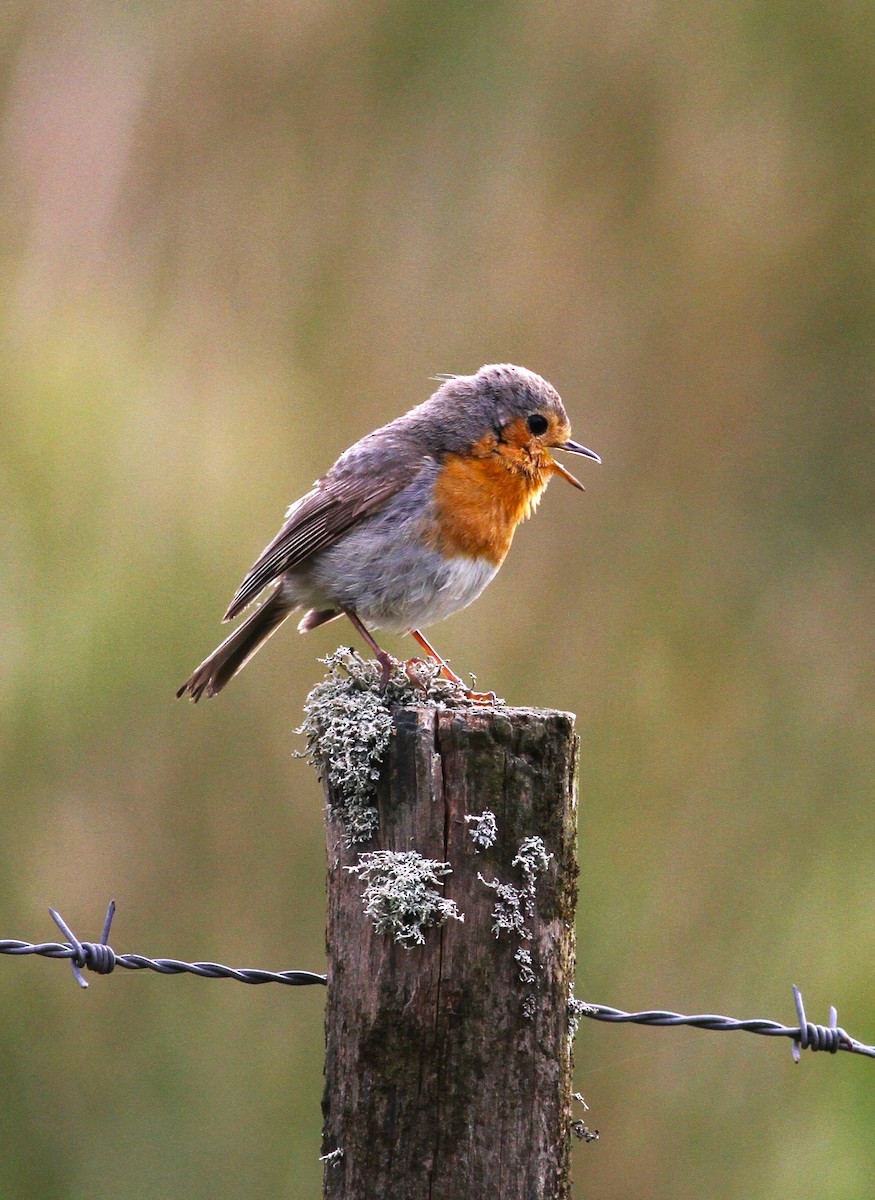 European Robin - Carlos Pereira