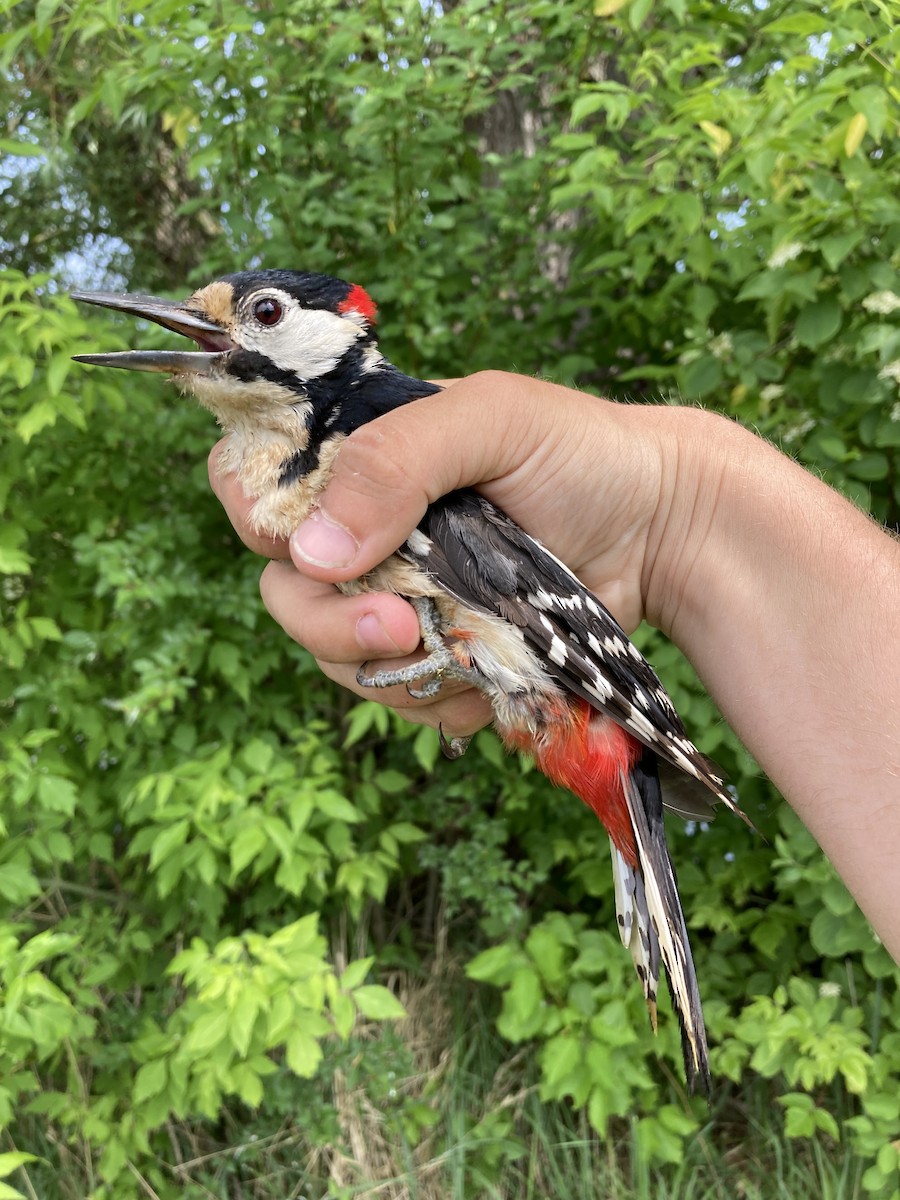 Great Spotted Woodpecker - Tomáš  Oplocký