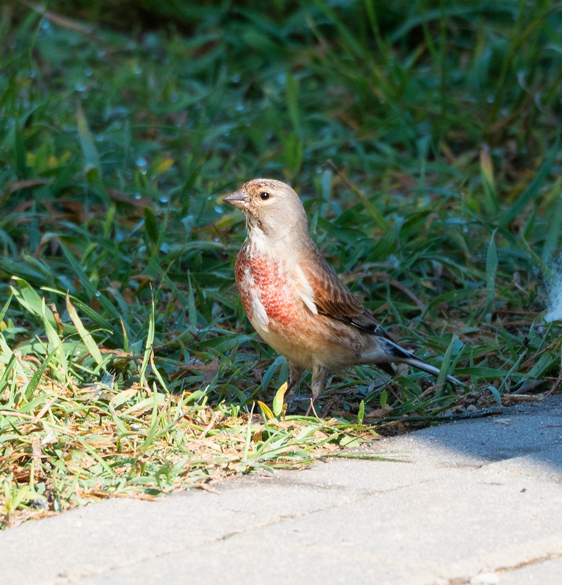 Eurasian Linnet - Natalia Soloviova