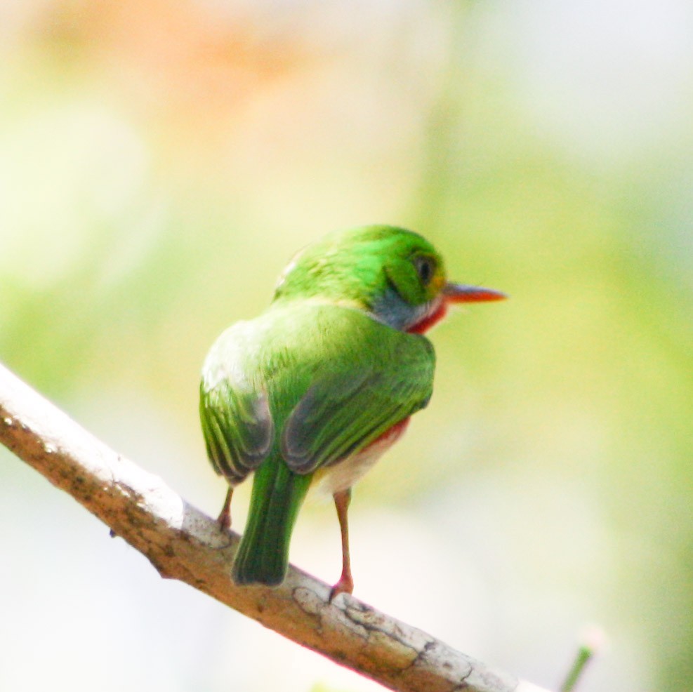 Cuban Tody - Serguei Alexander López Perez