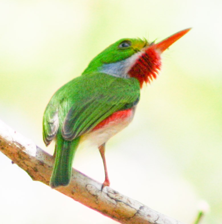 Cuban Tody - Serguei Alexander López Perez