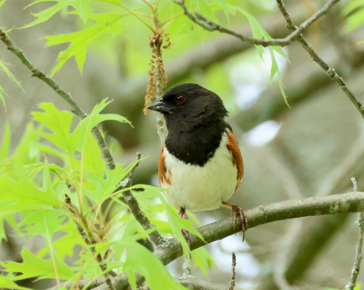 Eastern Towhee - Jeffrey Thomas