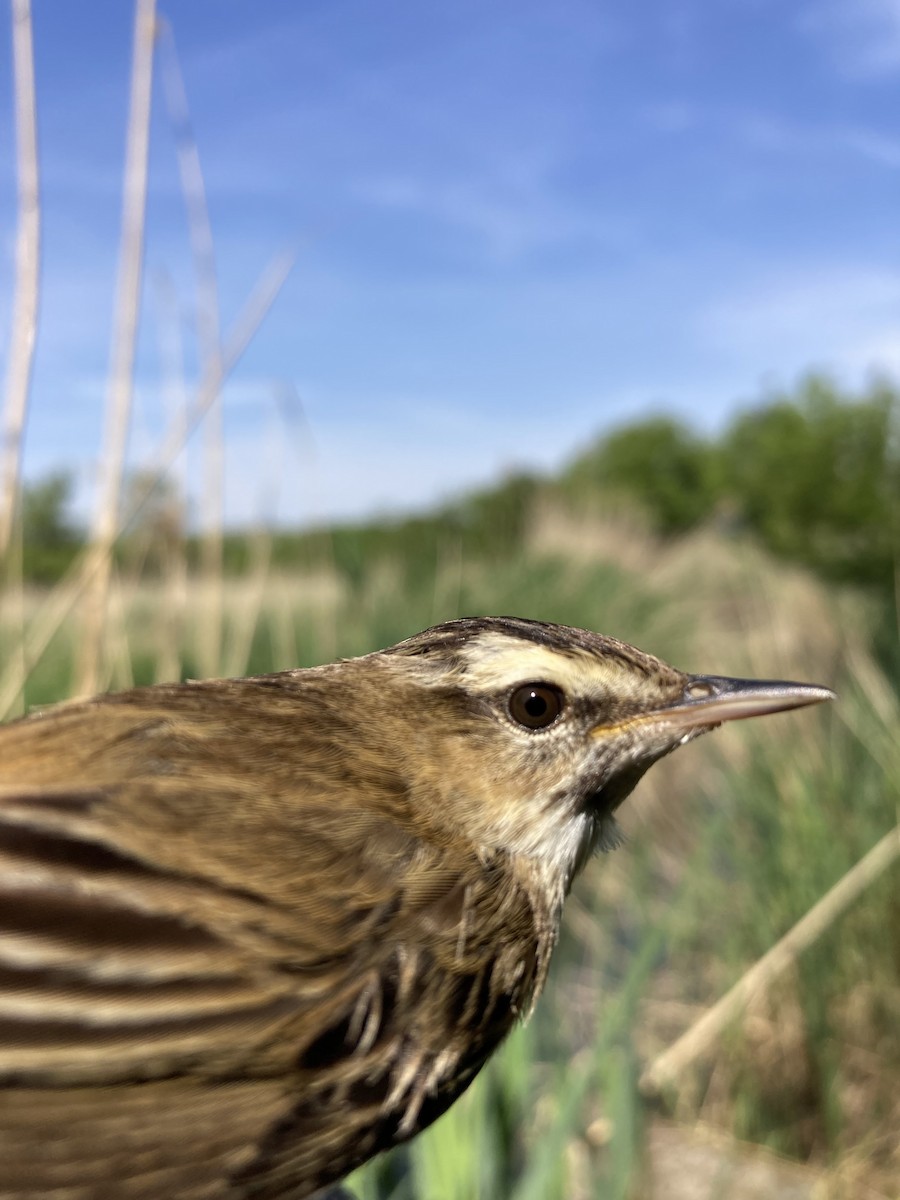 Sedge Warbler - Tomáš  Oplocký