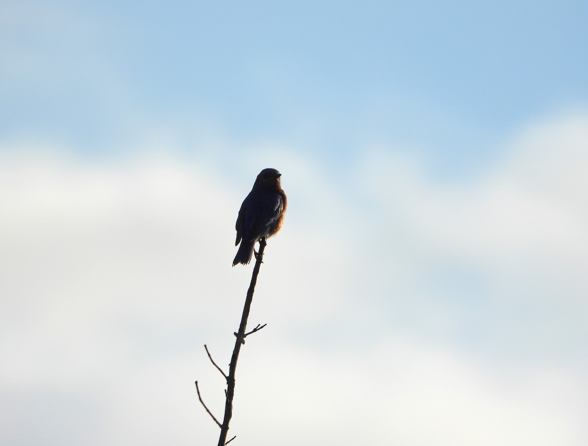 Eastern Bluebird - Martin Berg