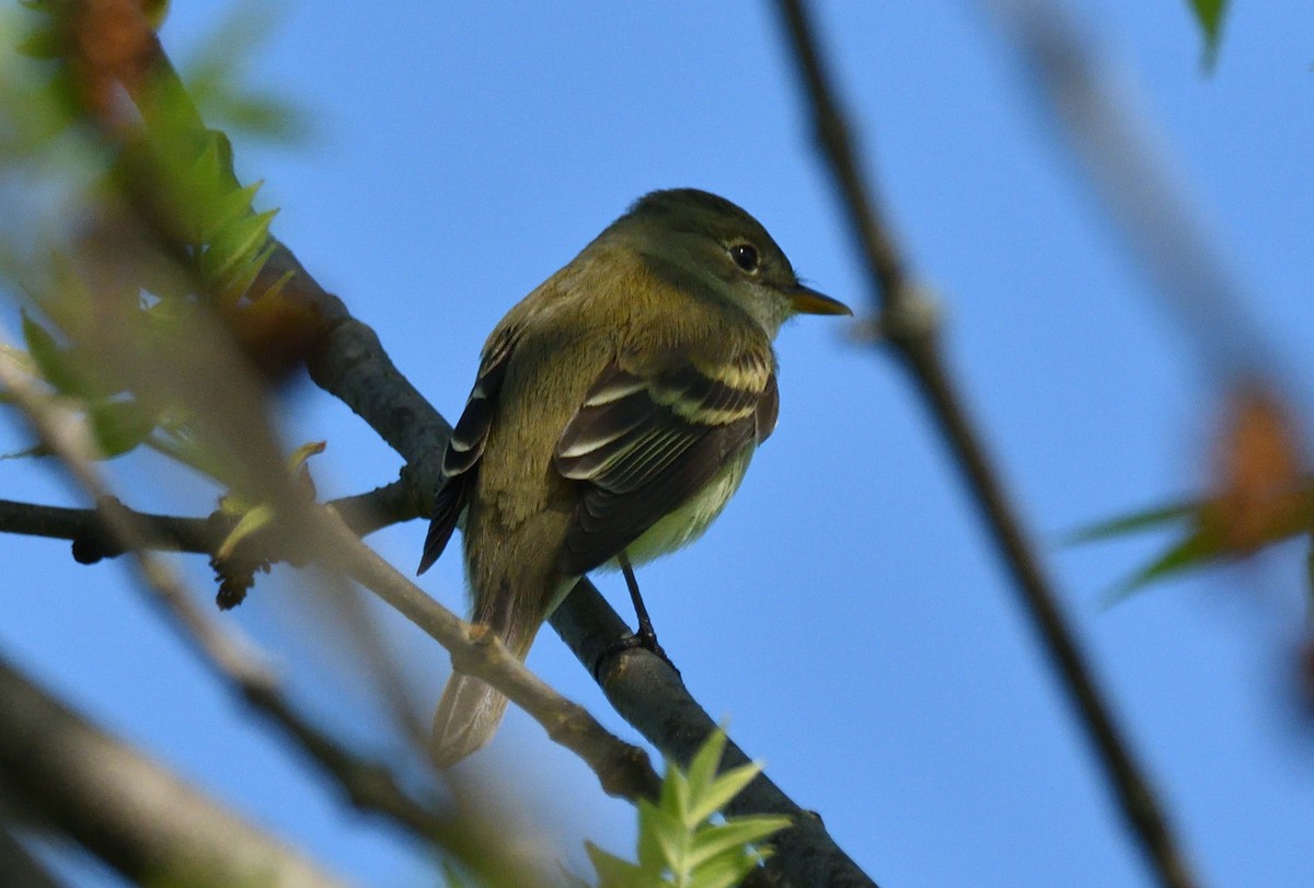 Alder Flycatcher - Wayne Grubert