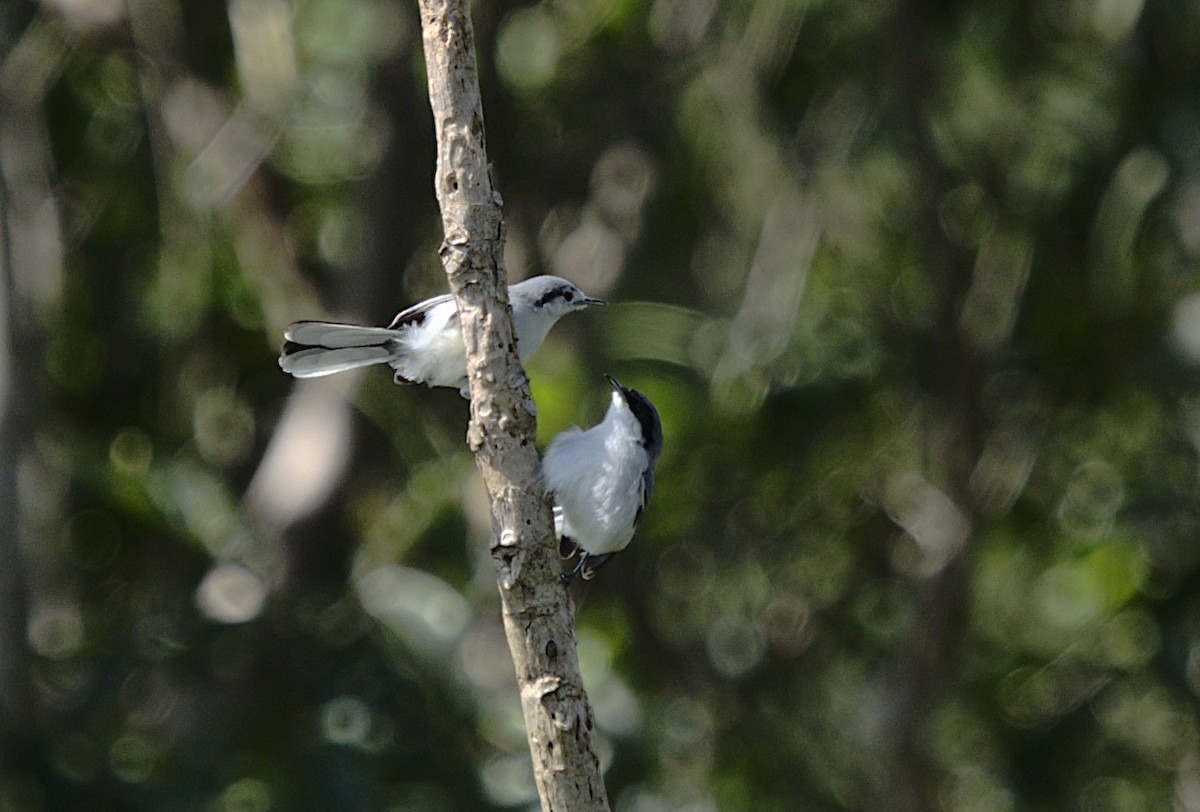 Masked Gnatcatcher - Patrícia Hanate