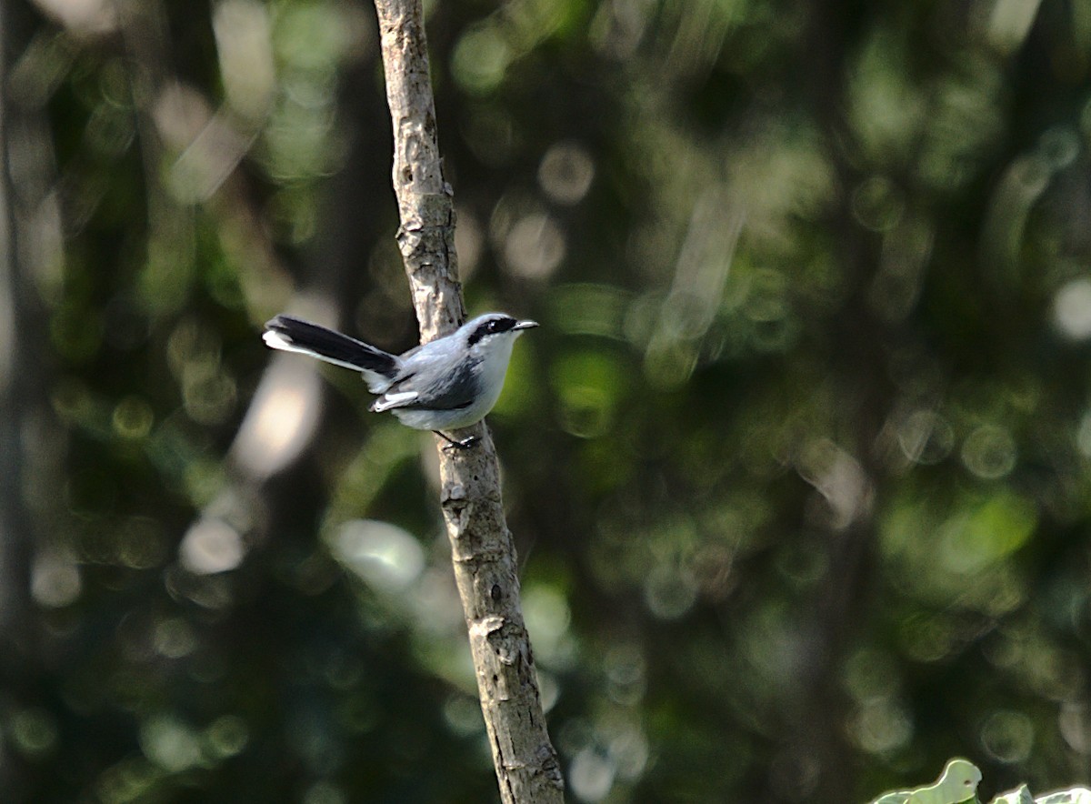 Masked Gnatcatcher - Patrícia Hanate