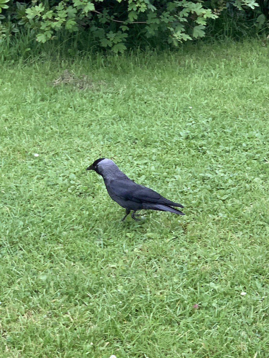 Eurasian Jackdaw - The Bird kid