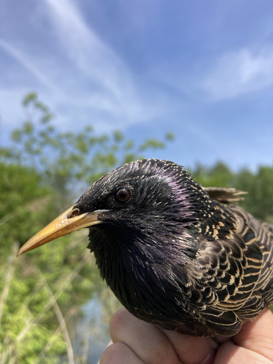 European Starling - Tomáš  Oplocký