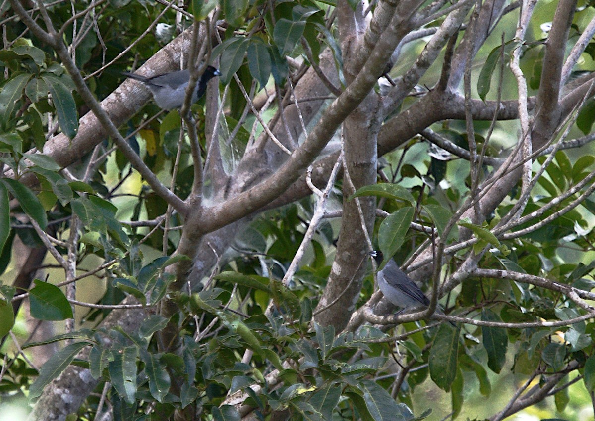 Black-faced Tanager - ML619284190