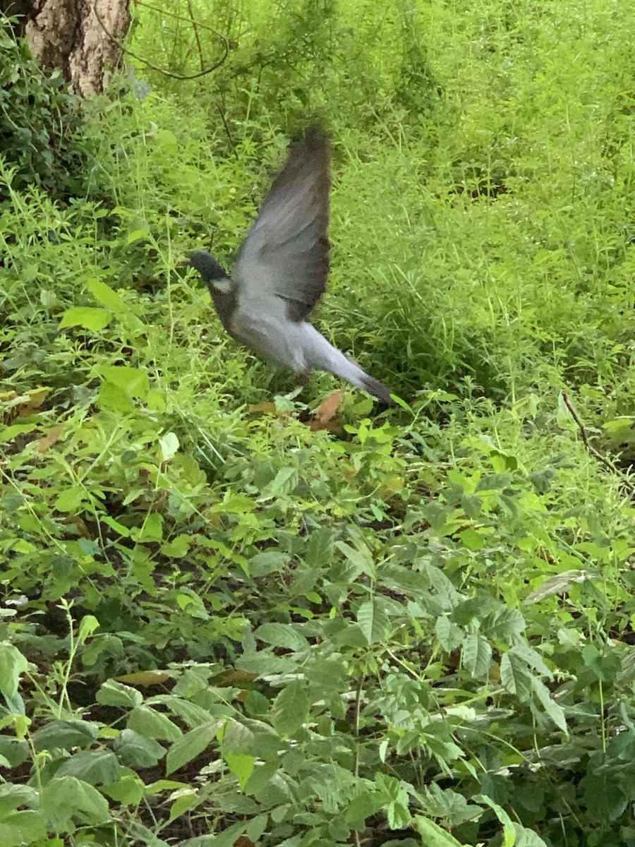 Common Wood-Pigeon - The Bird kid