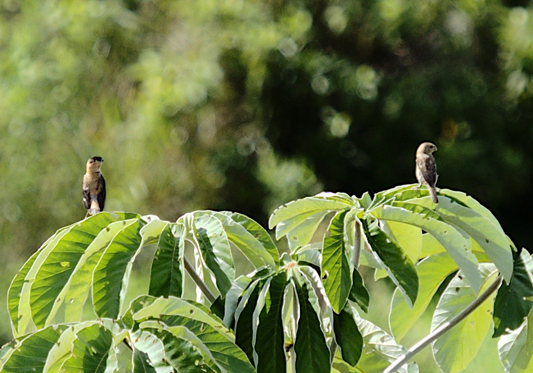 Copper Seedeater - ML619284198