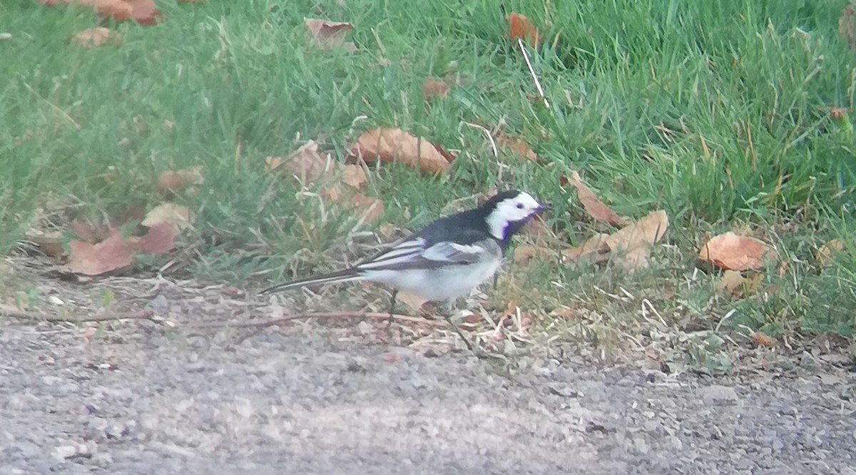 White Wagtail (British) - Jack Dhainaut