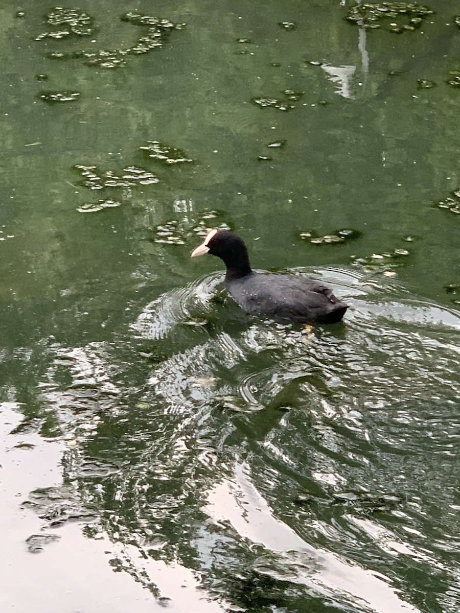 Eurasian Coot - The Bird kid