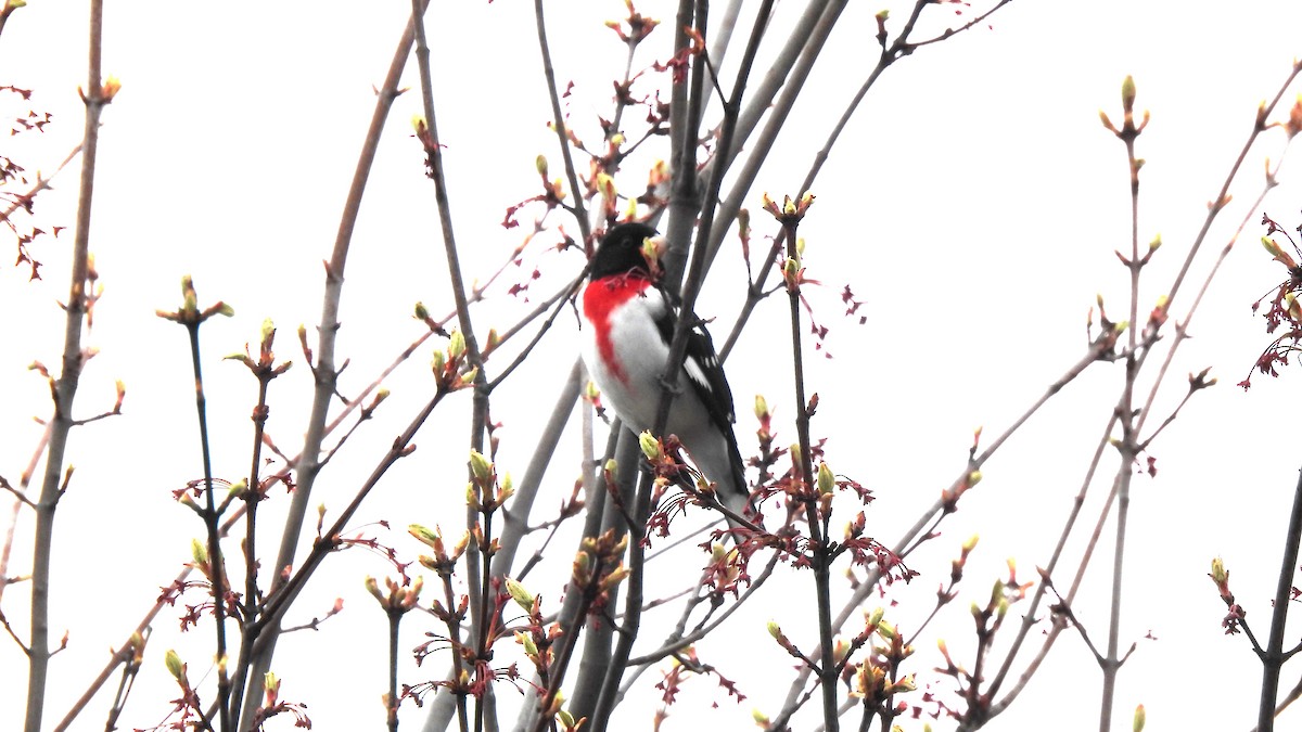 Cardinal à poitrine rose - ML619284221