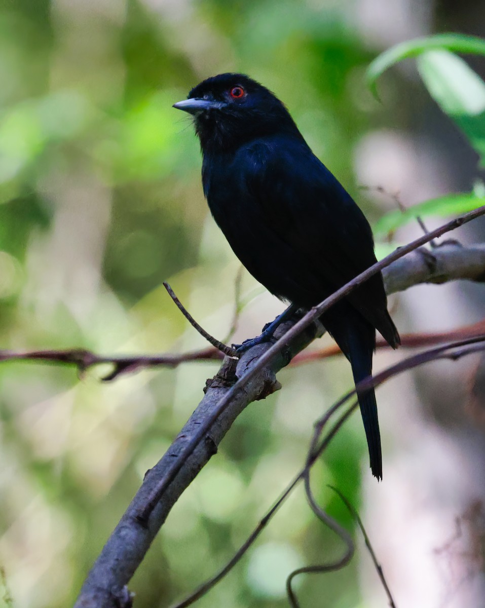Blue-billed Black-Tyrant - Anonymous