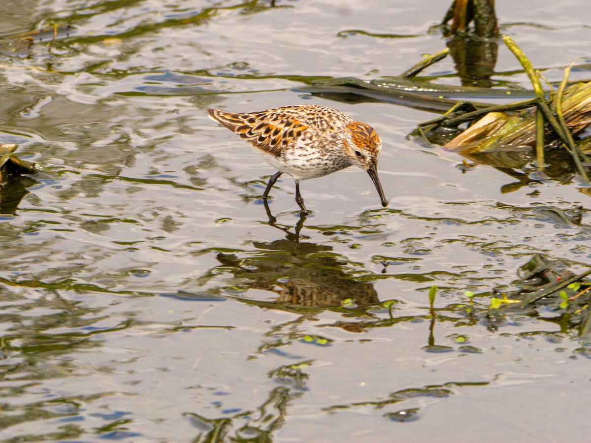 Western Sandpiper - ML619284236