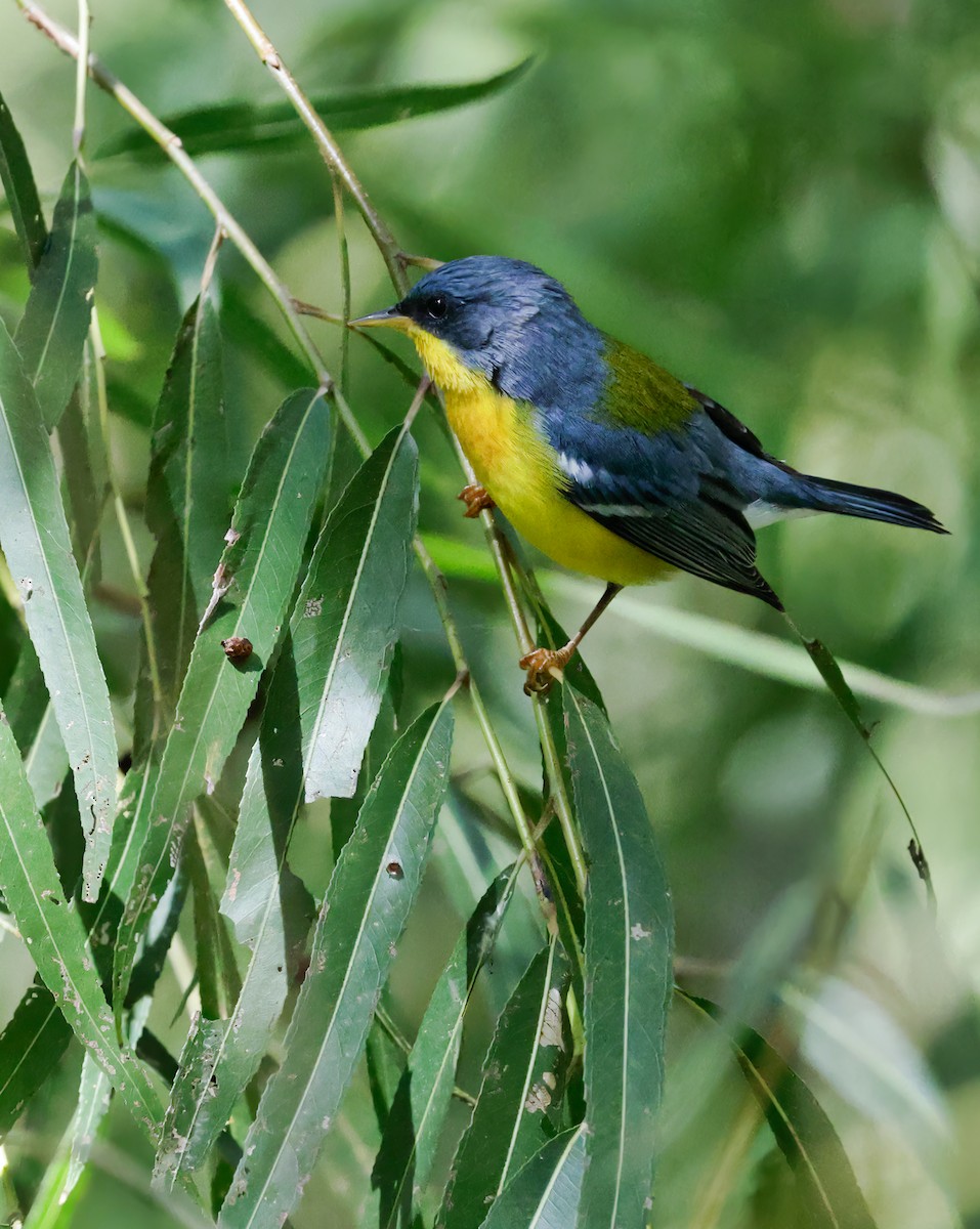 Tropical Parula - Anonymous