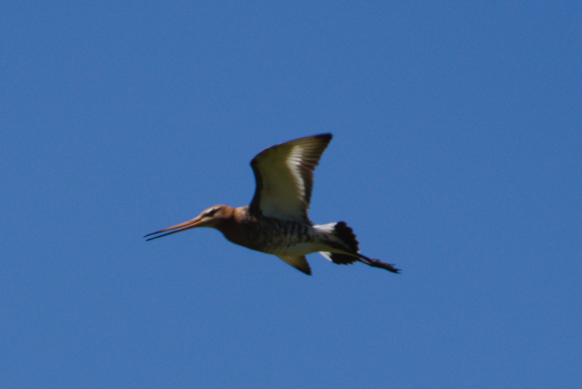 Black-tailed Godwit - ML619284252