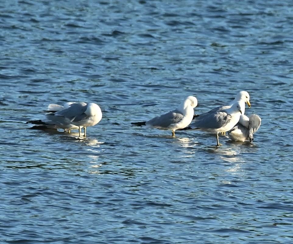 Ring-billed Gull - Regis Fortin