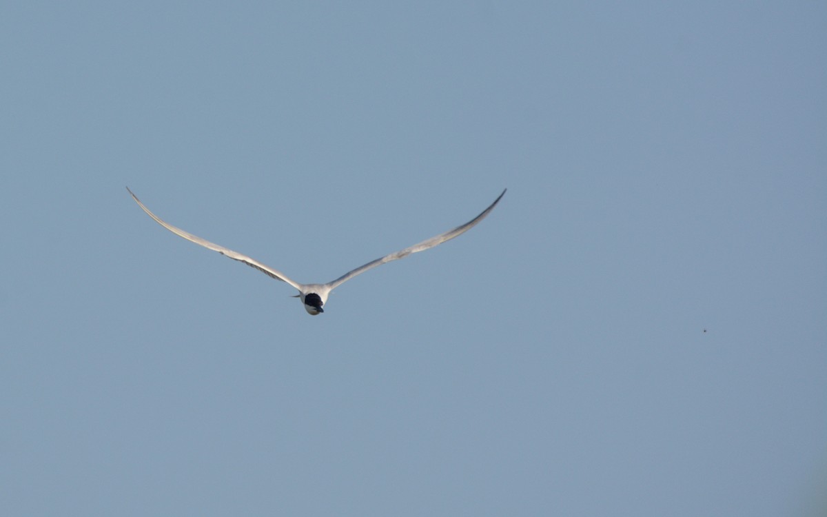 Gull-billed Tern - ML619284277