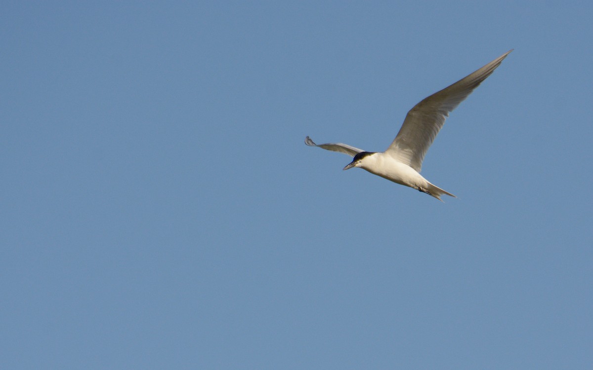 Gull-billed Tern - ML619284283