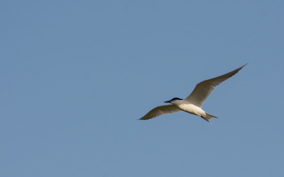 Gull-billed Tern - ML619284284