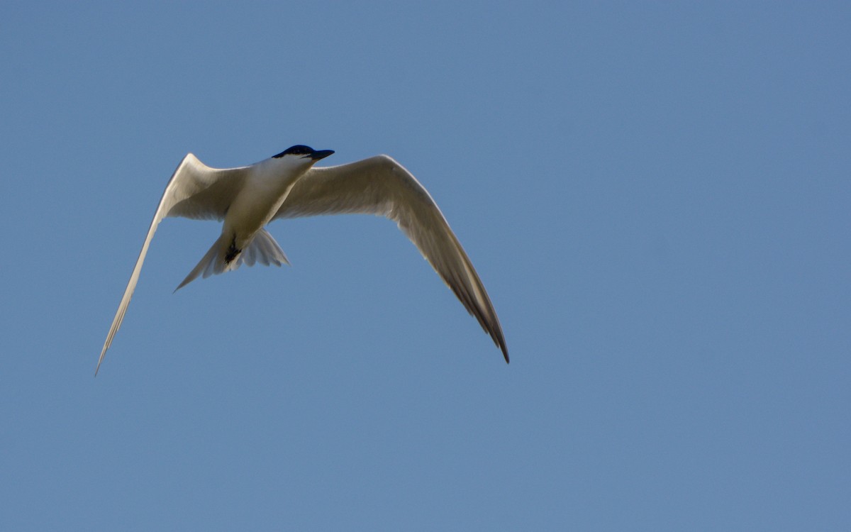 Gull-billed Tern - ML619284287