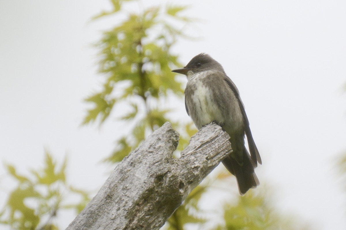 Olive-sided Flycatcher - Jax Nasimok