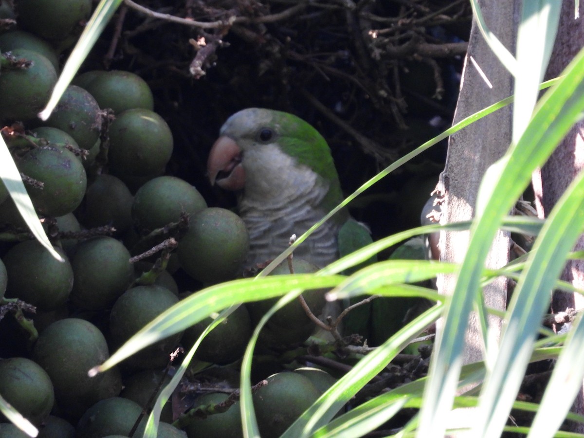 Monk Parakeet - ML619284339