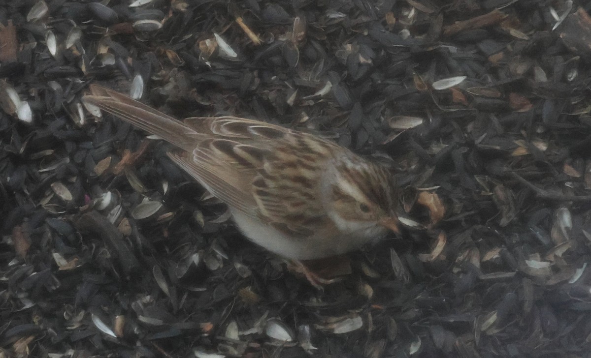 Clay-colored Sparrow - Joshua Uffman