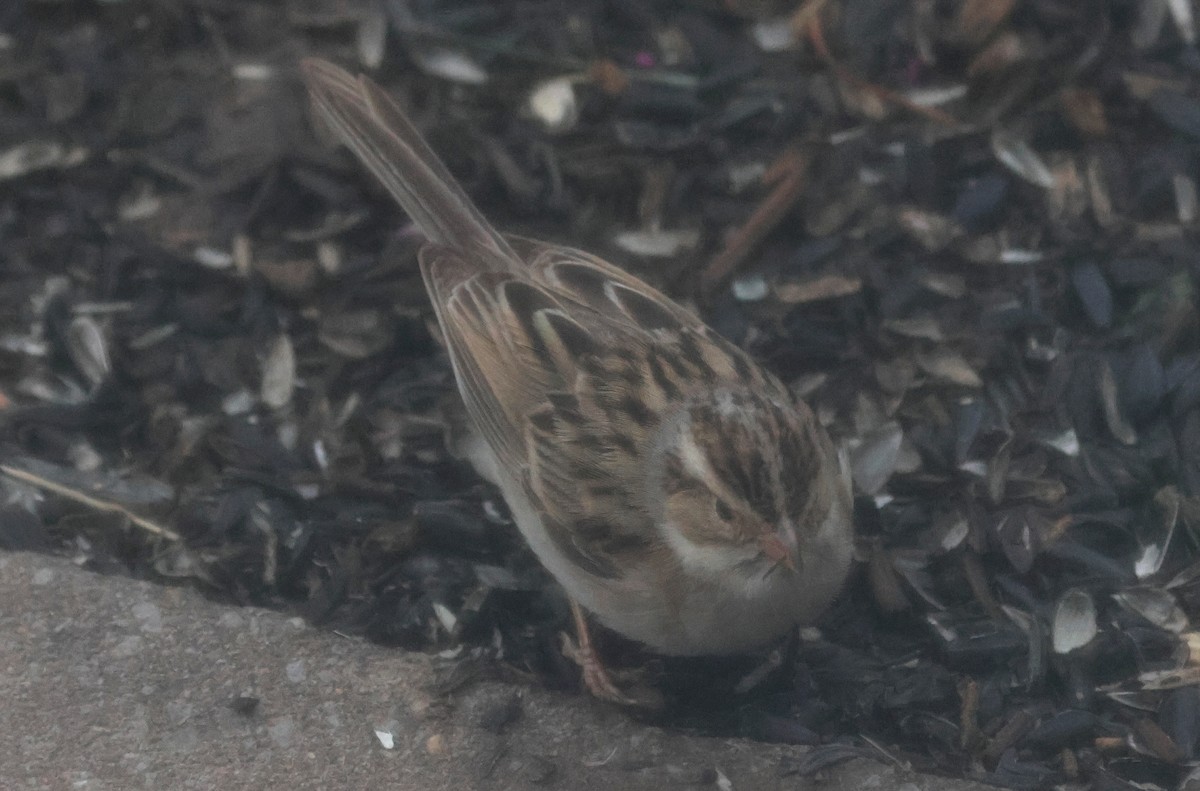 Clay-colored Sparrow - Joshua Uffman