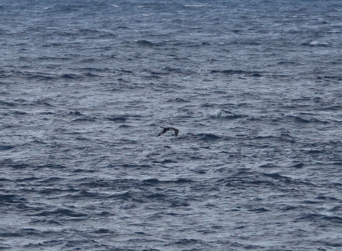 Pomarine Jaeger - Juan Ramírez