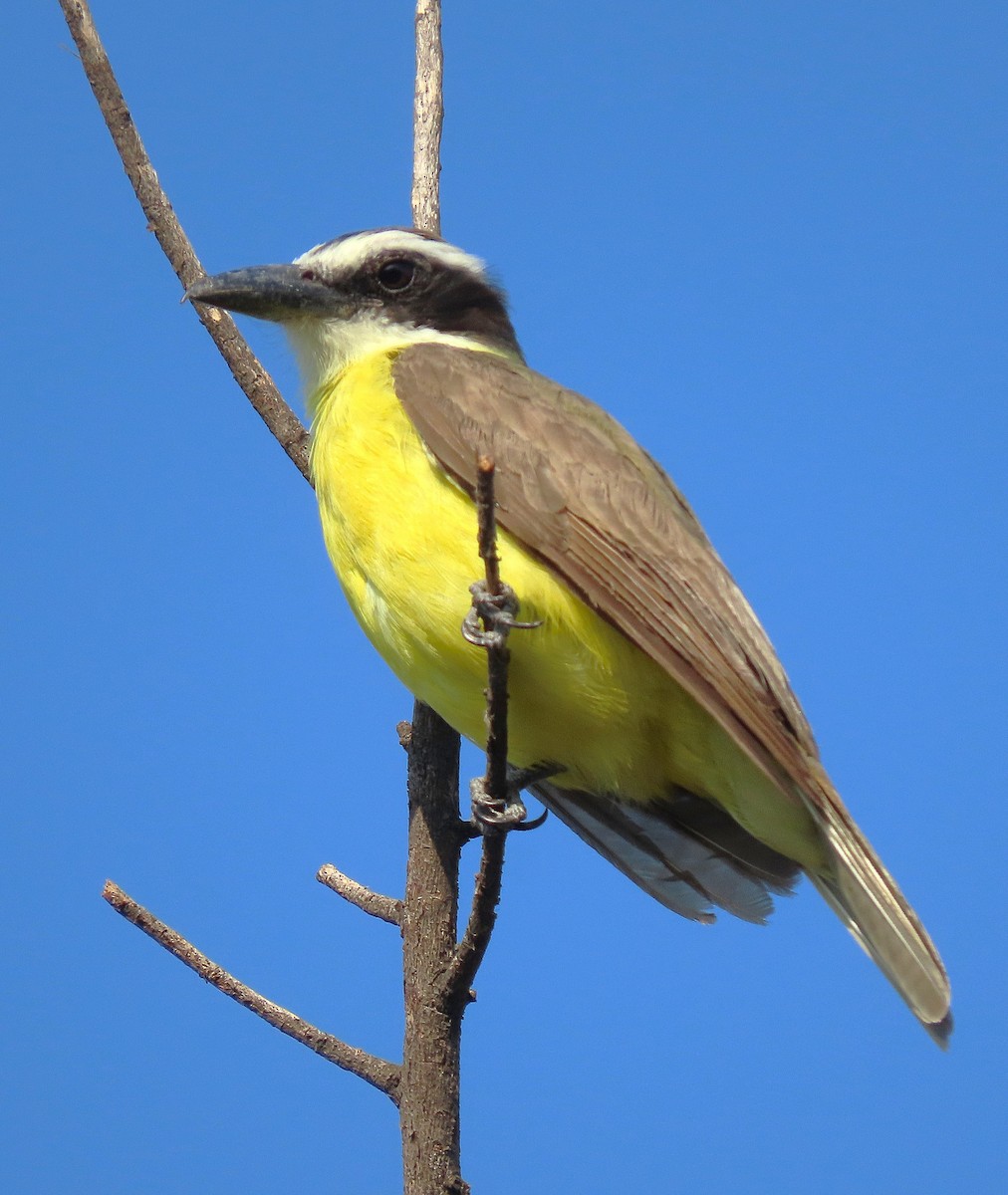 Boat-billed Flycatcher - Alfonso Auerbach