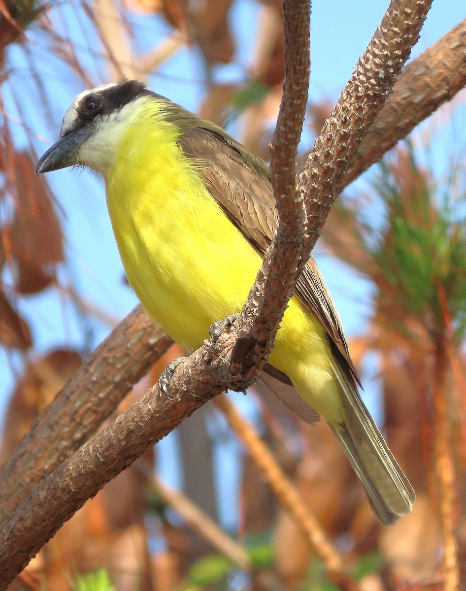 Boat-billed Flycatcher - ML619284392