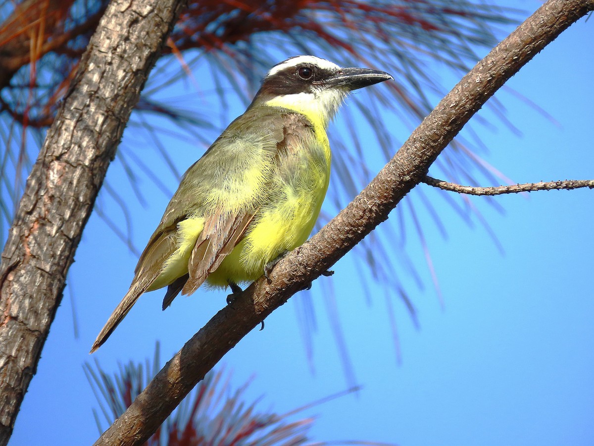 Boat-billed Flycatcher - ML619284400