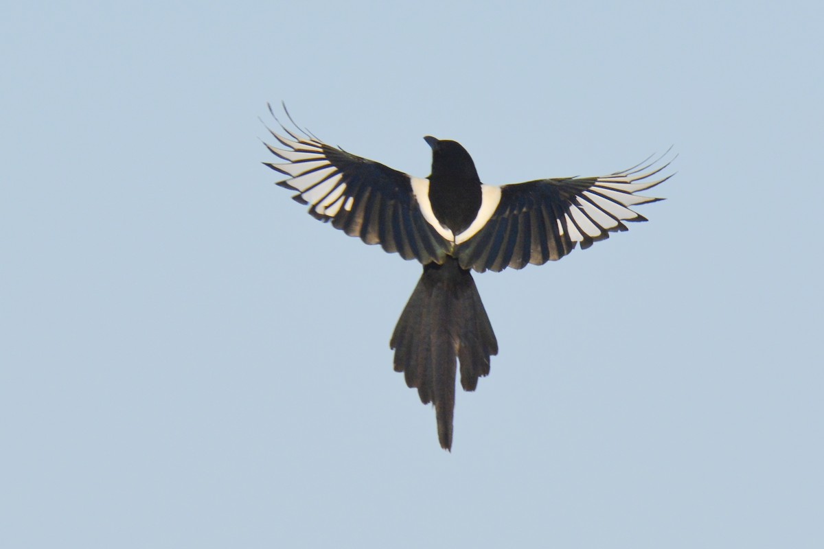 Black-billed Magpie - Jax Nasimok