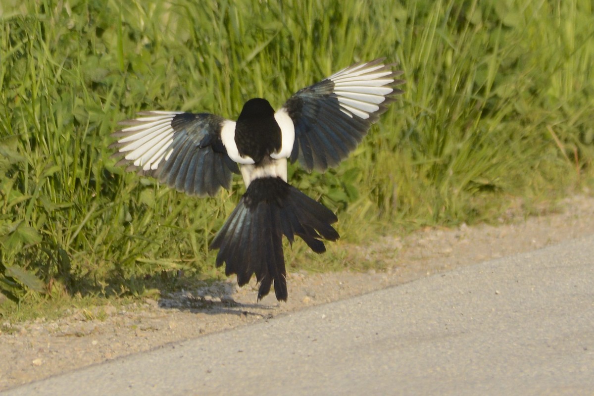 Black-billed Magpie - Jax Nasimok