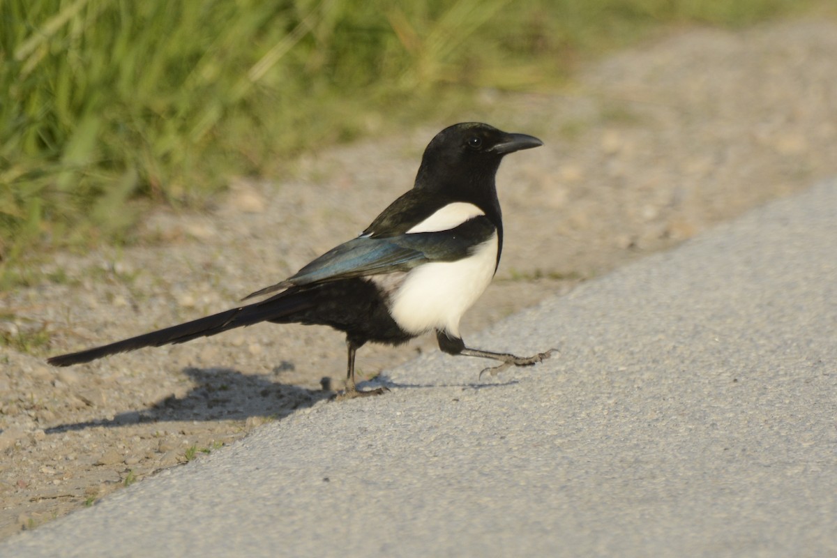 Black-billed Magpie - Jax Nasimok