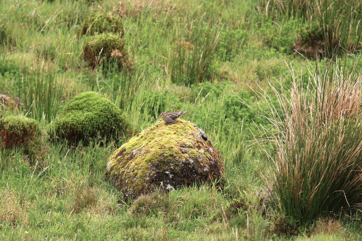 Common Snipe - Carlos Pereira