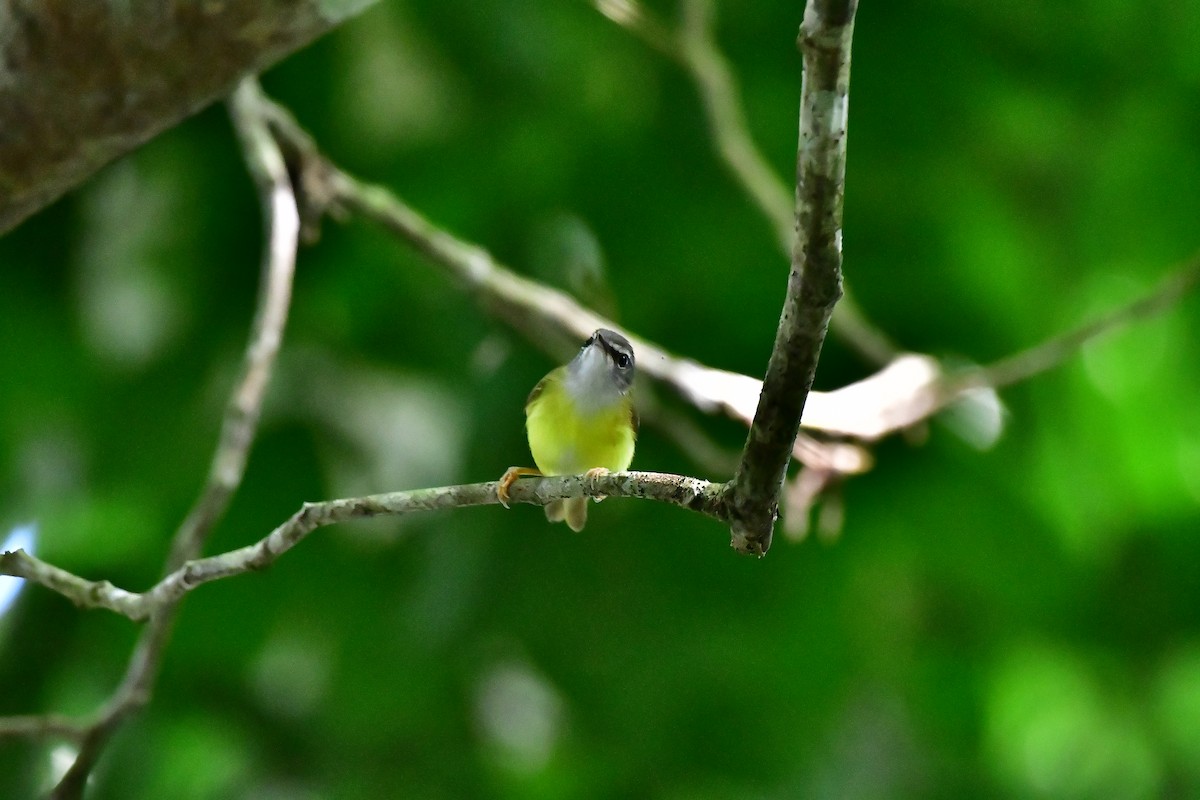 Yellow-bellied Warbler - Haritharan Suppaiah