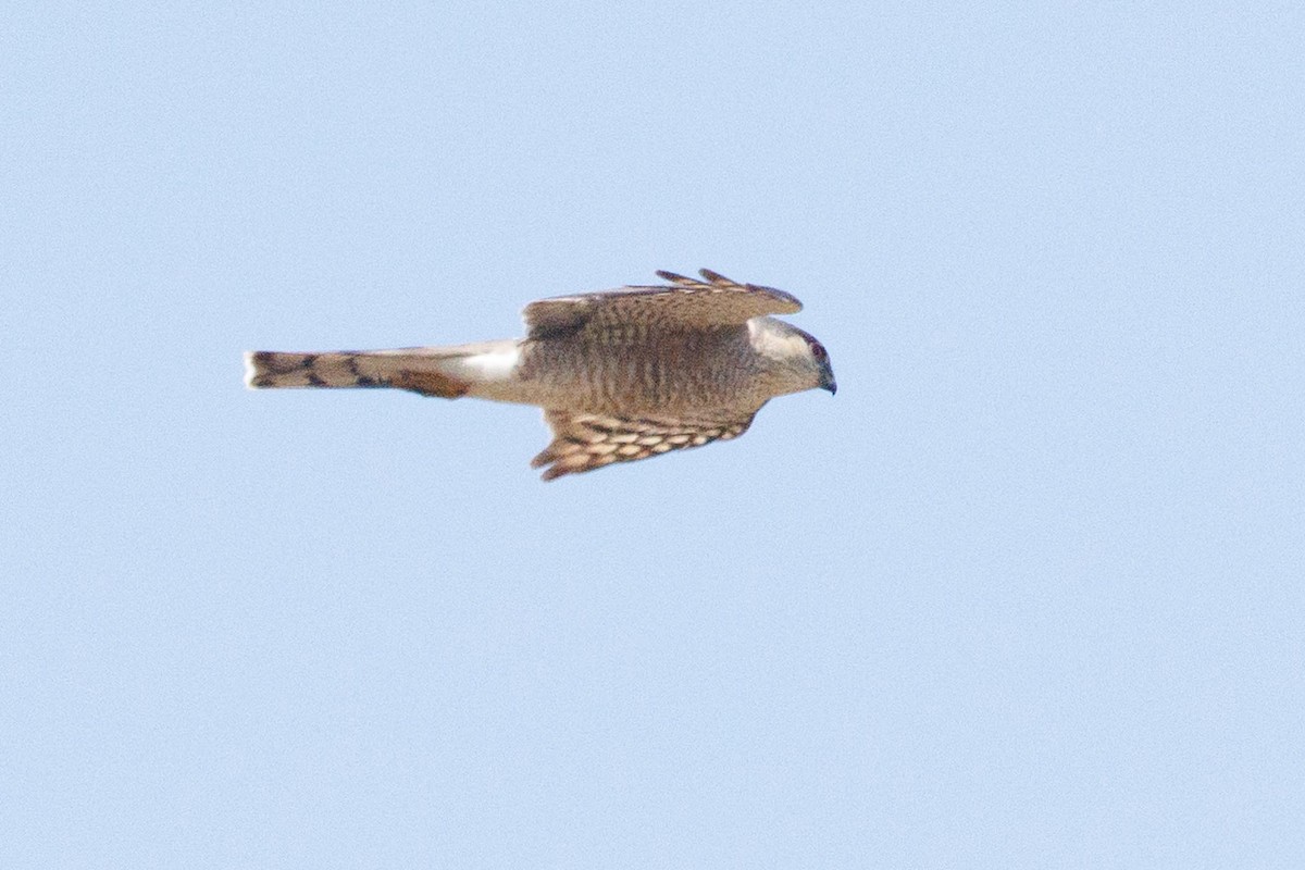 Sharp-shinned Hawk - Ethel Dempsey