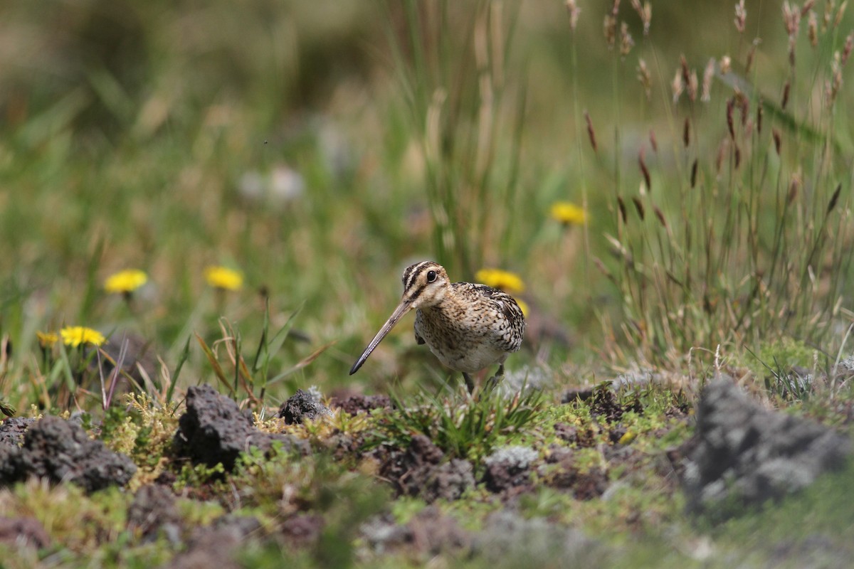 Common Snipe - ML619284454