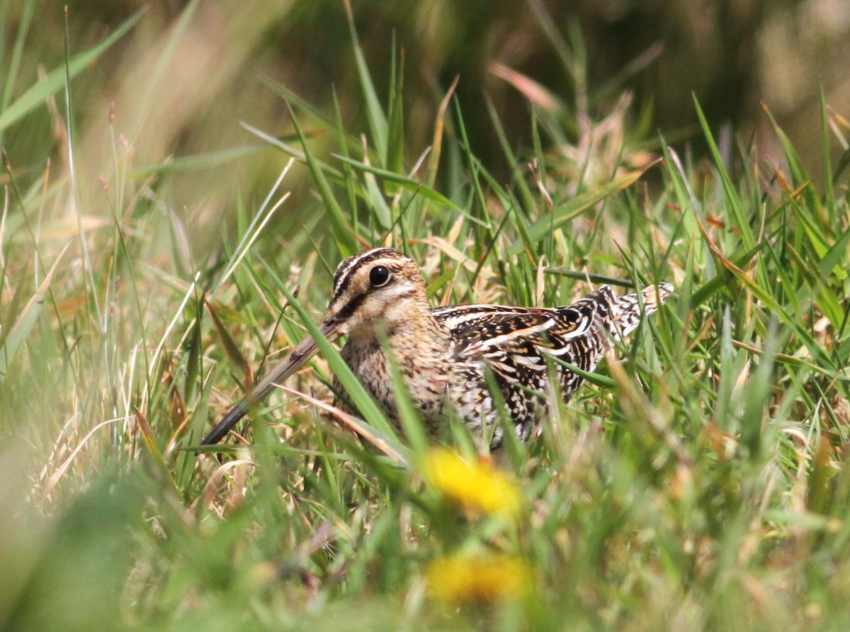 Common Snipe - ML619284457