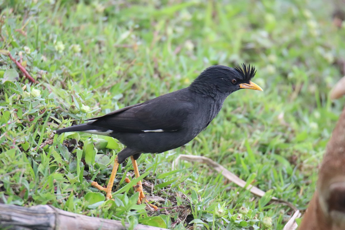 Great Myna - Praveen H N