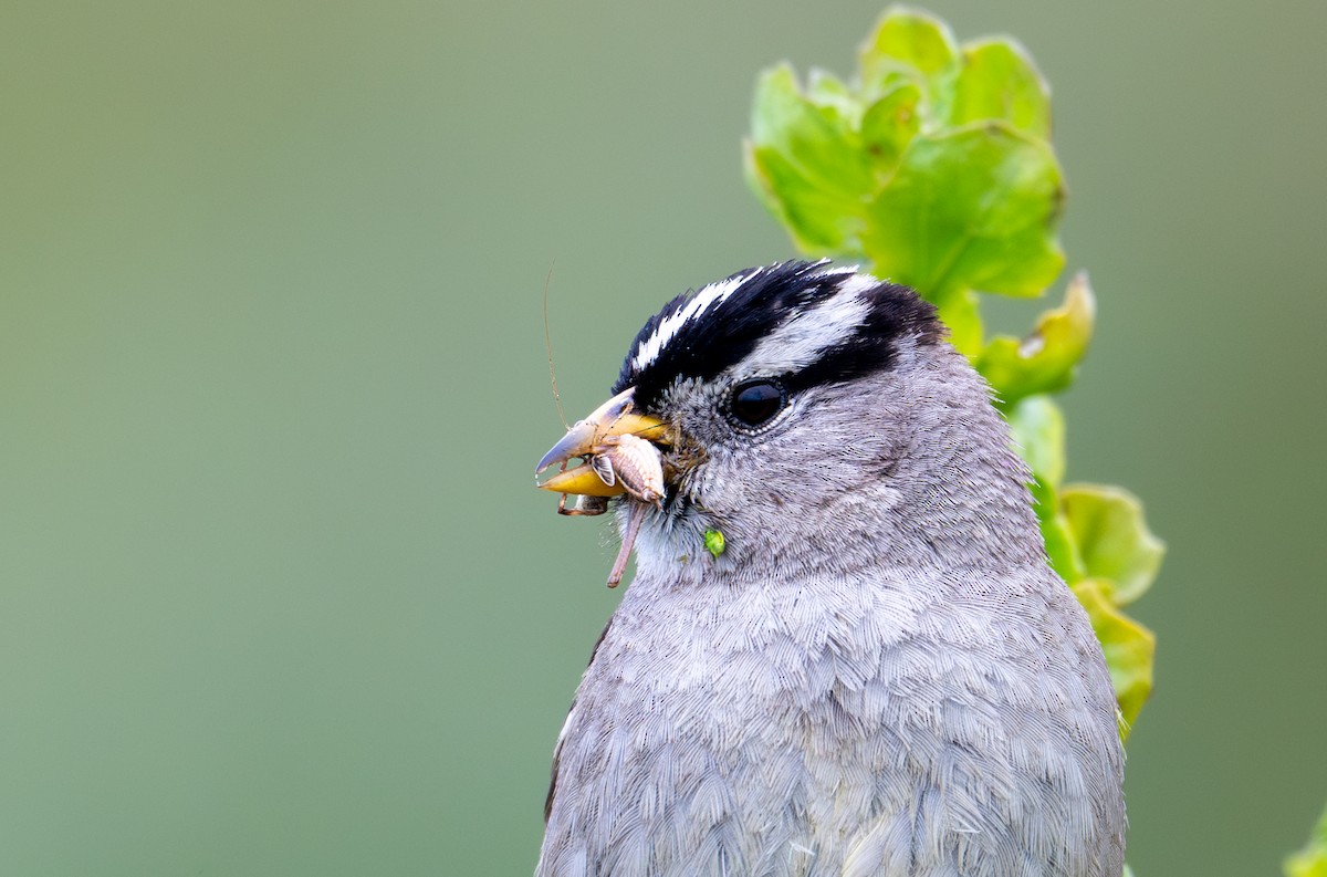 White-crowned Sparrow (nuttalli) - ML619284472